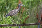 Yellow-crowned Night Heronborder=